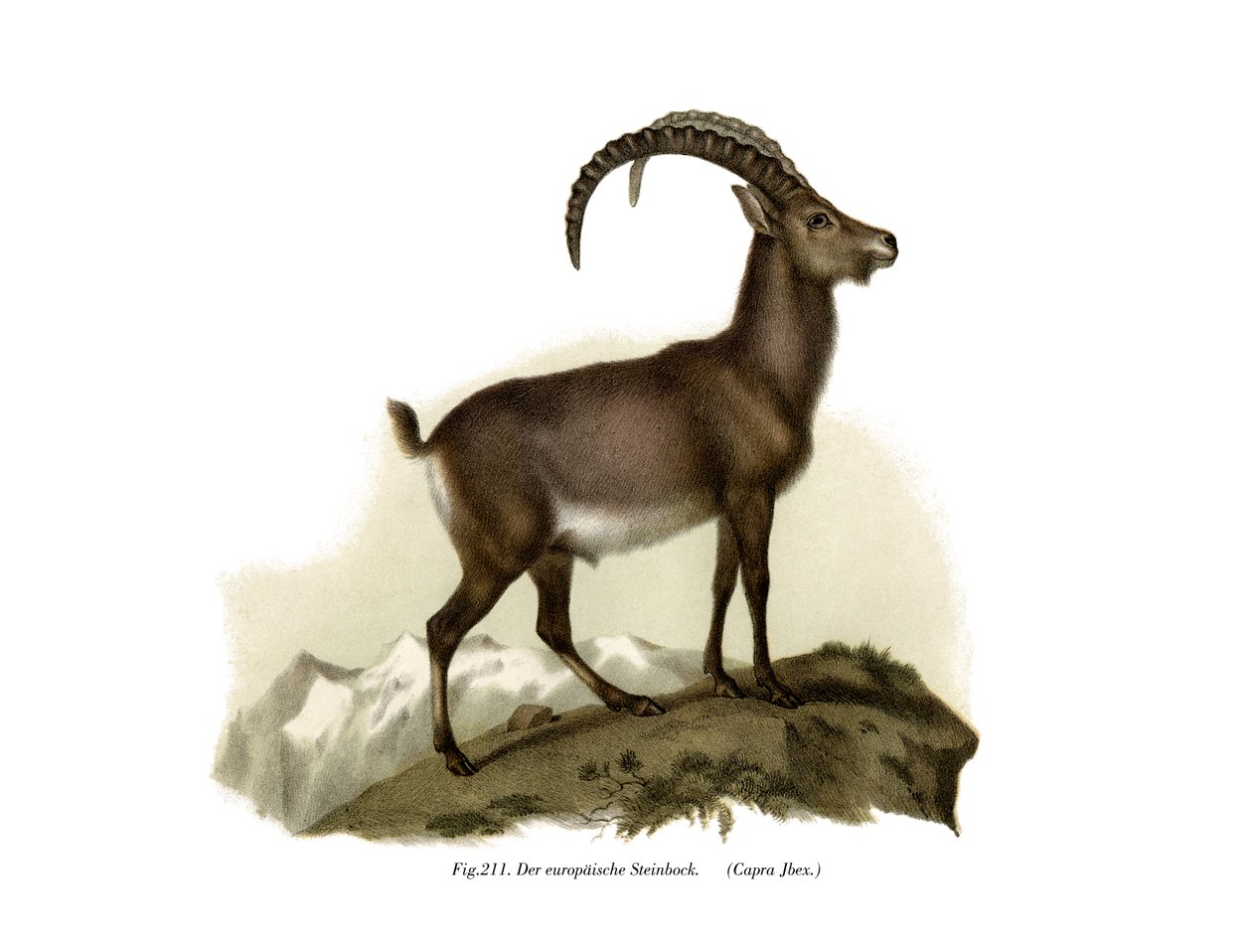 Ibex，1860 作者 德国学校