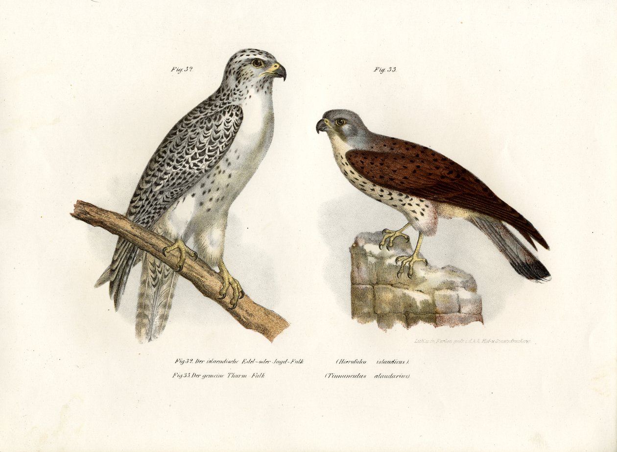 冰岛Gyrfalcon，1864年 作者 德国学校