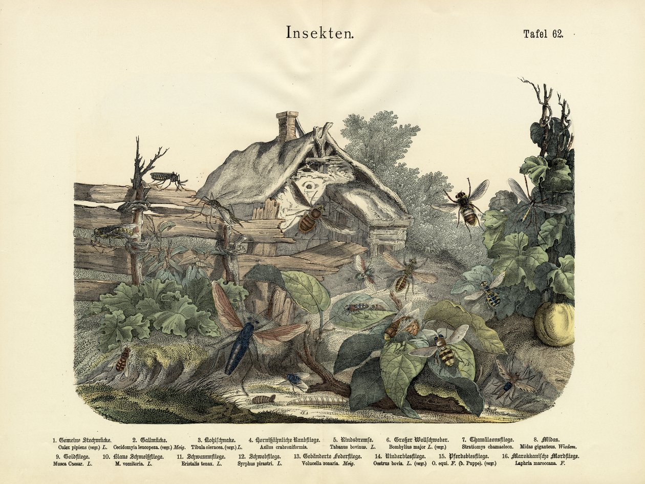 昆虫，c.1860 作者 德国学校