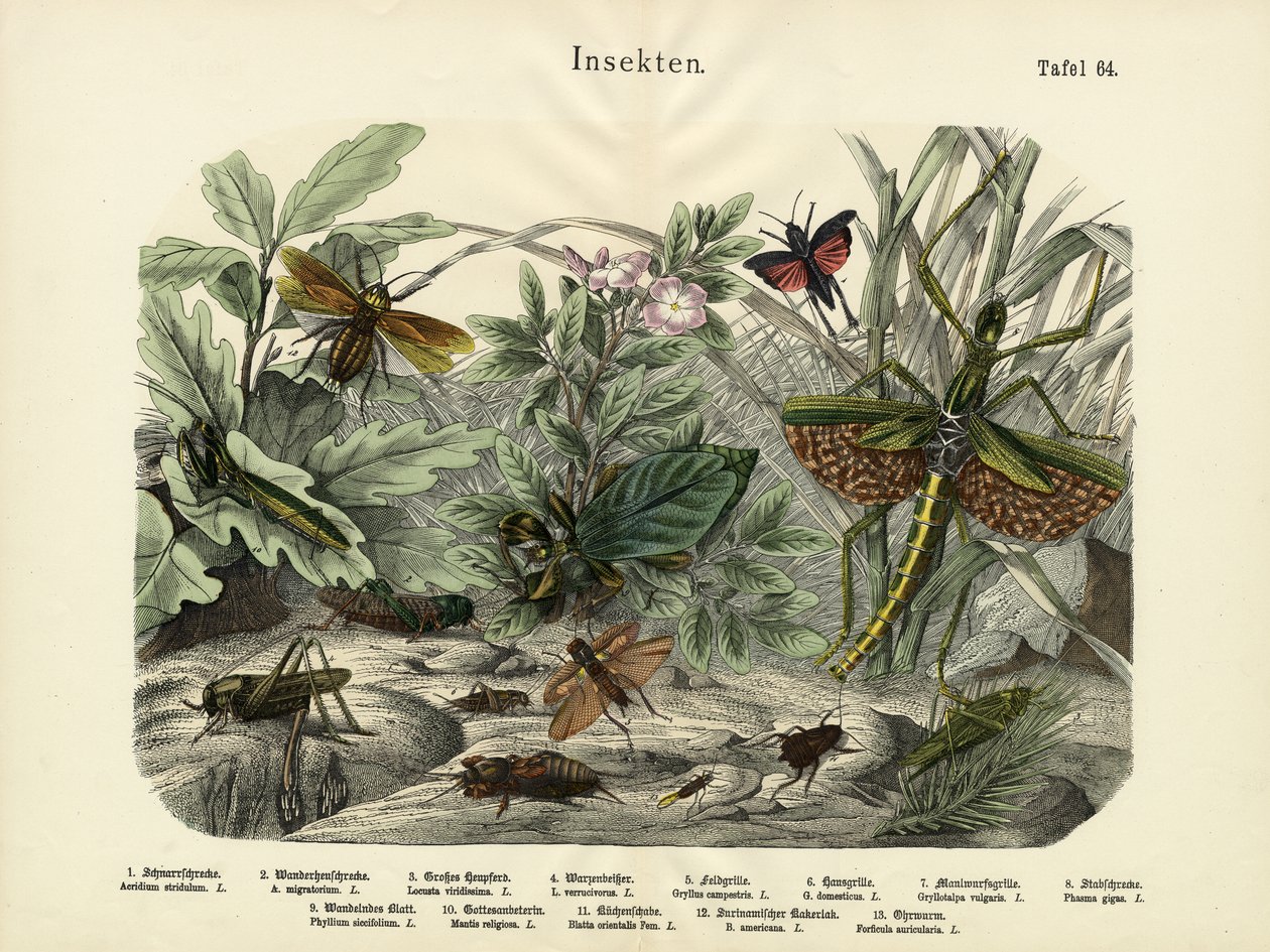 昆虫，c.1860 作者 德国学校