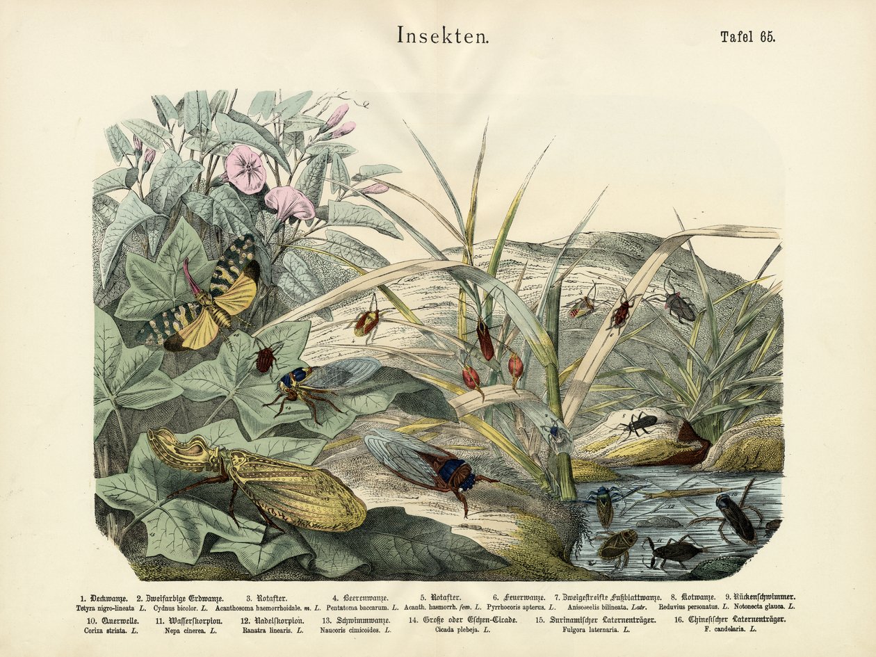 昆虫，c.1860 作者 德国学校