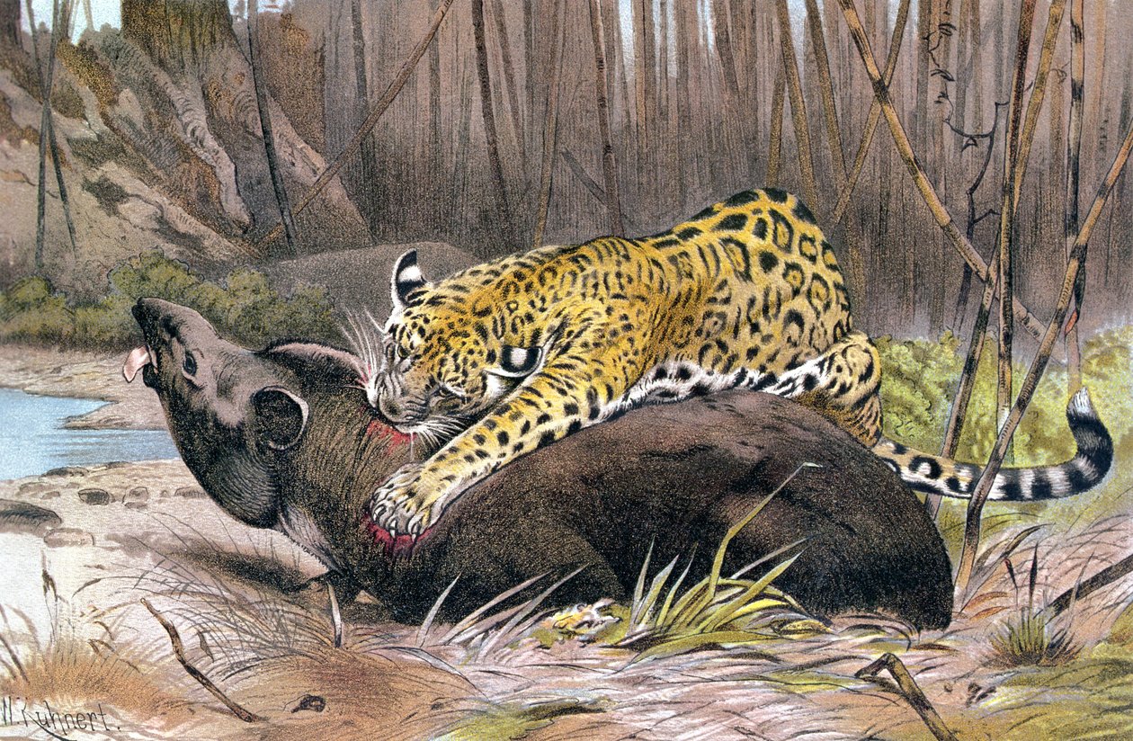 Jaguar，来自Brehms Tierleben的记录：Allgemeine Kunde des Tierreichs，vol.1，p.494，由Bibliographisches Institut出版，1890年 作者 德国学校