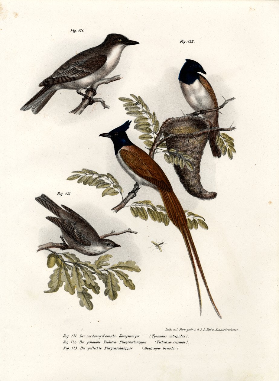 King Bird，1864 作者 德国学校