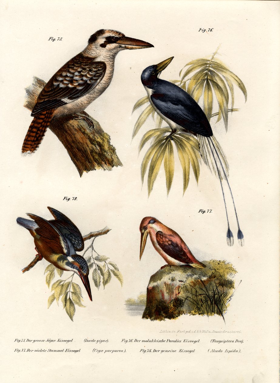 Kookaburra，1864 作者 德国学校