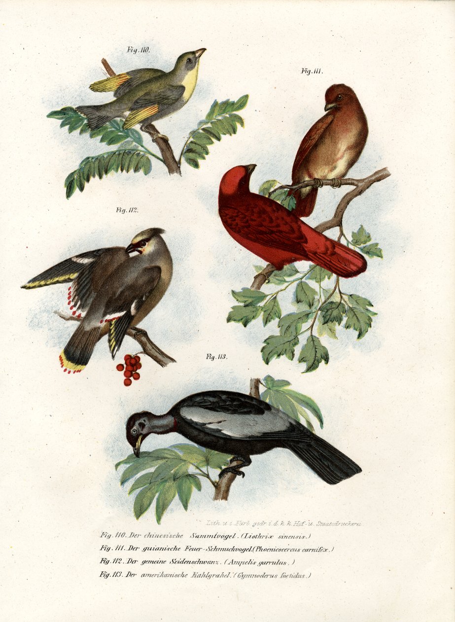 Leiothrix Bird，1864 作者 德国学校