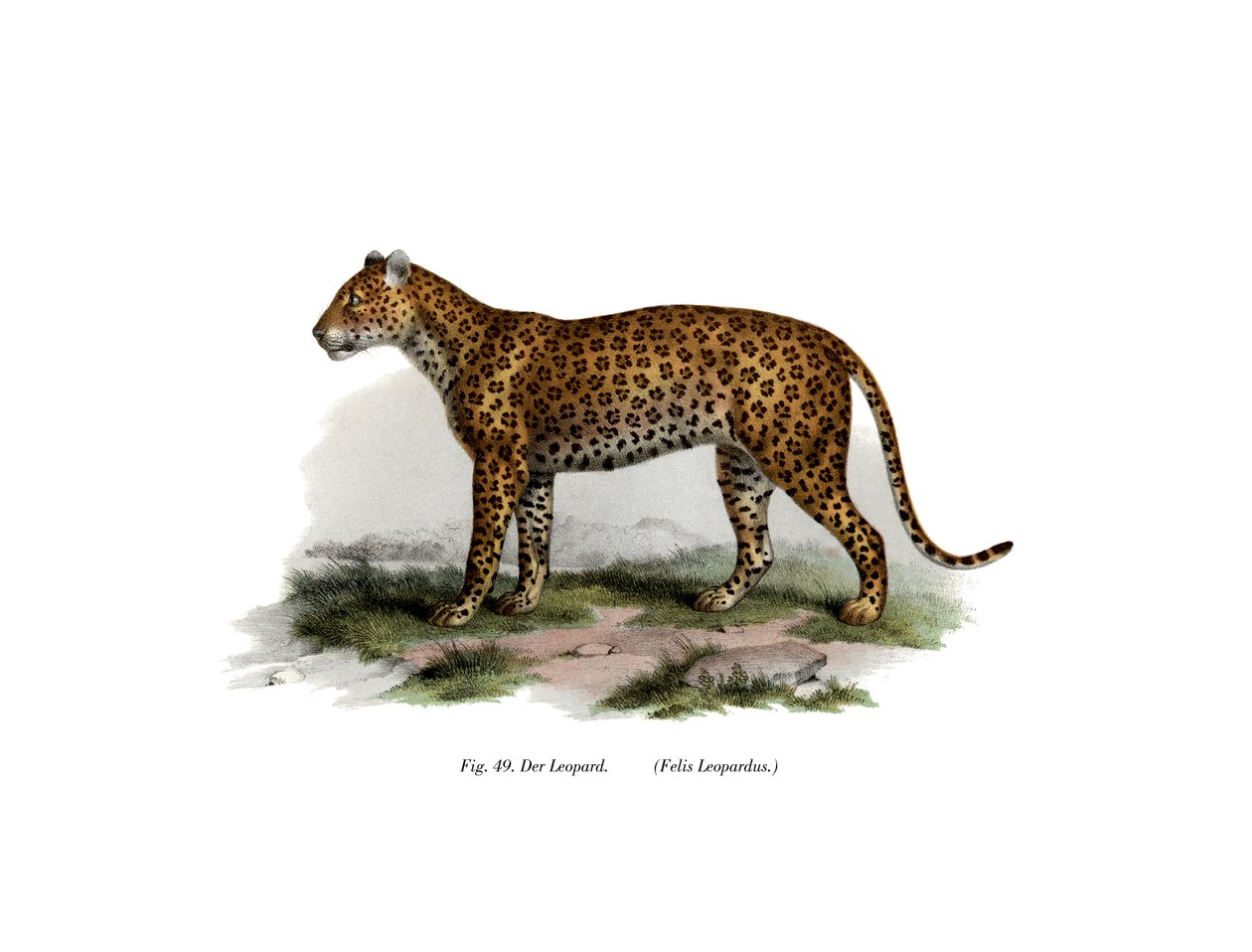 豹，1860年 作者 德国学校