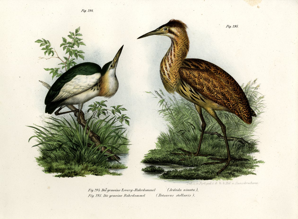 Little Bittern，1864 作者 德国学校