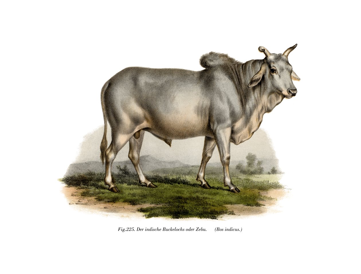 Malian Zebu Cow, 1860  作者 德国学校