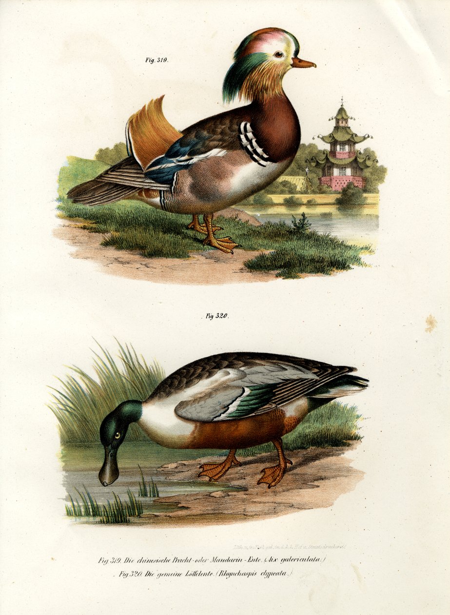 鸳鸯，1864年 作者 德国学校