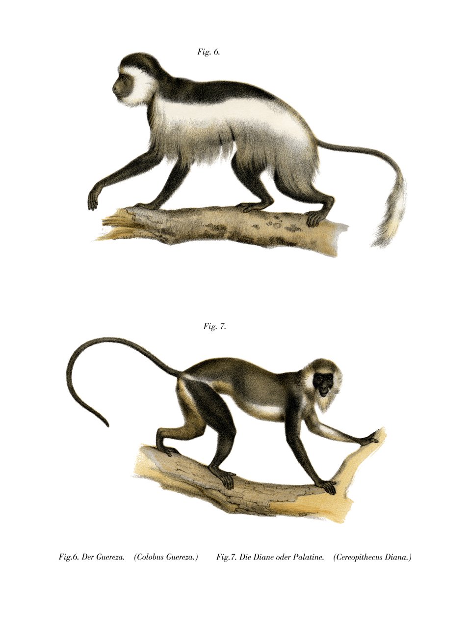 Mantled Guereza，1860年 作者 德国学校