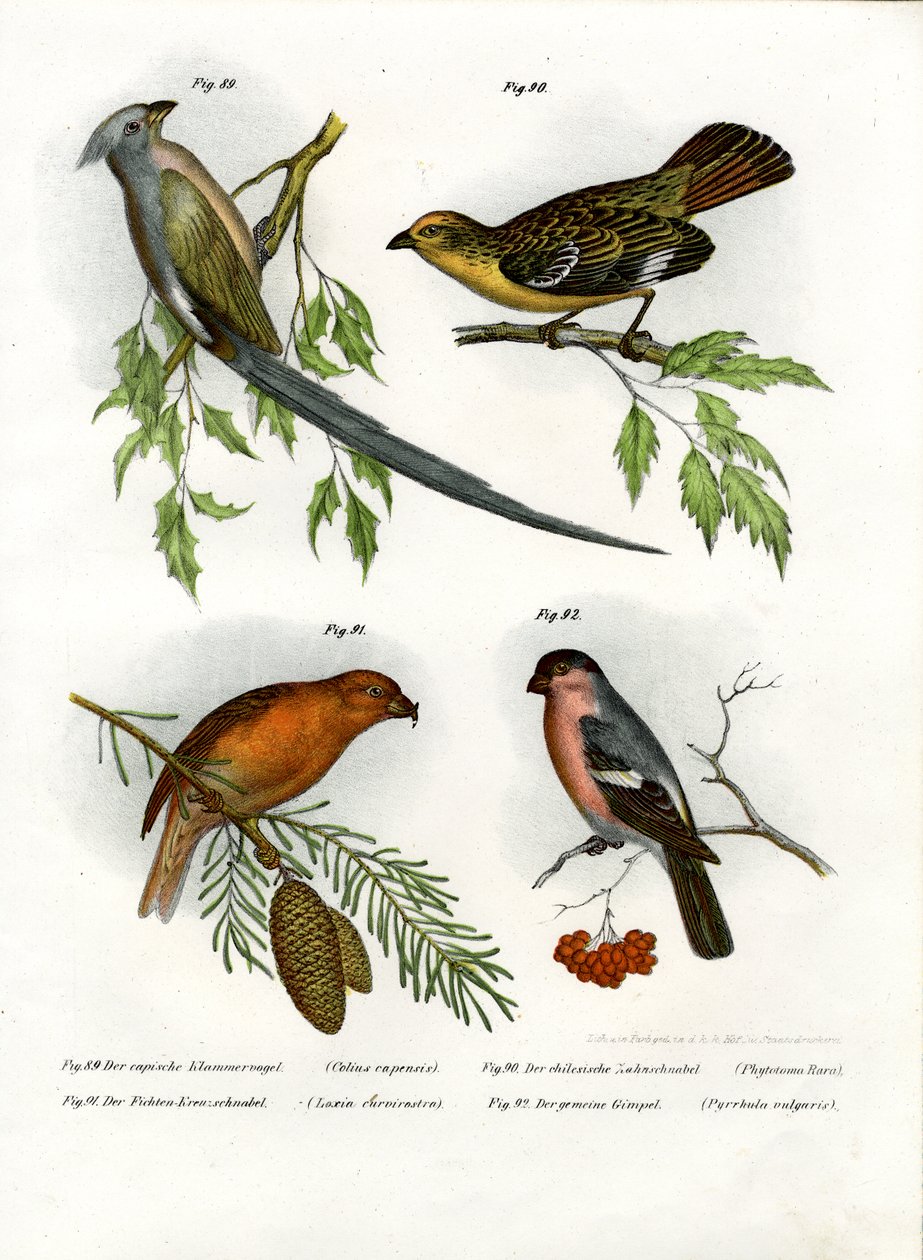 Mousebird，1864 作者 德国学校