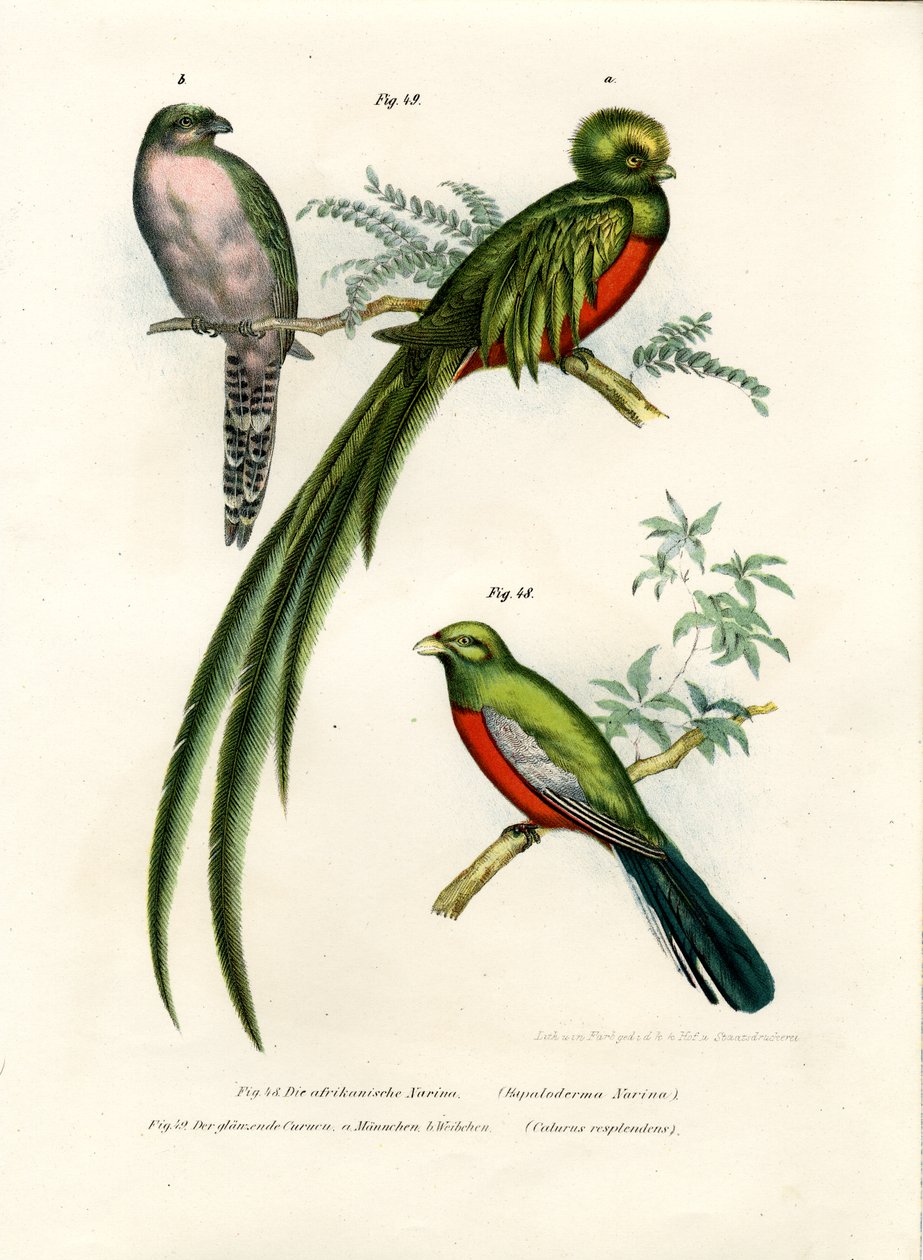Trogon Nostril，1864年 作者 德国学校