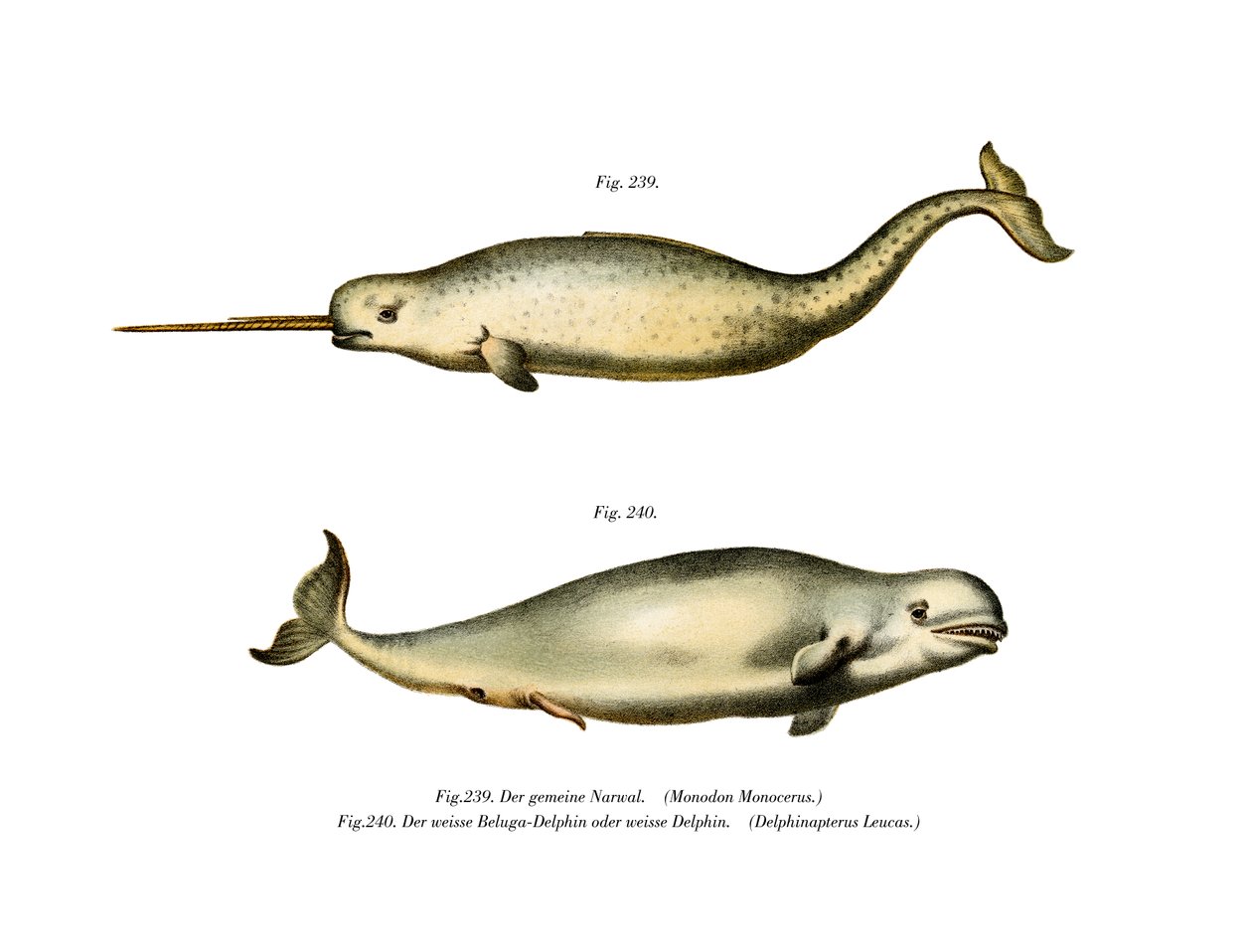 Narwhal，1860年 作者 德国学校