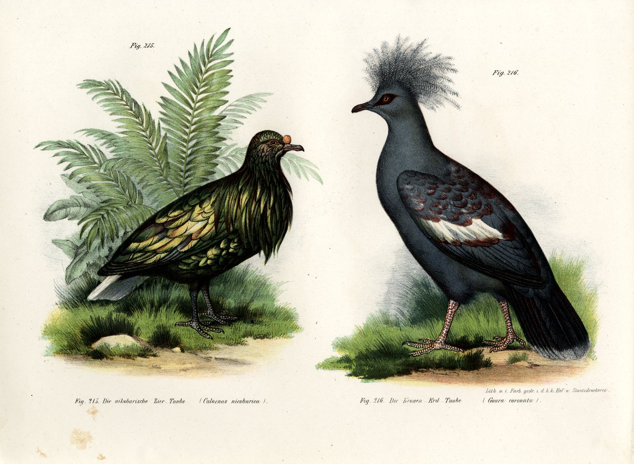 Nicobar Pigeon，1864年 作者 德国学校