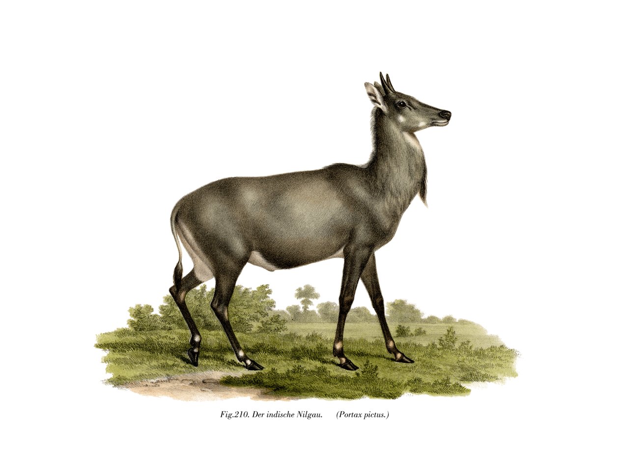 Nilgai，1860 作者 德国学校