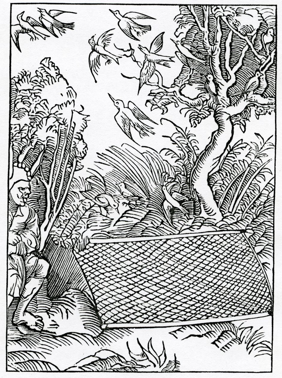 来自亚历山大·巴克莱（Alexander Barclay）的“愚人之船”（The Ship of Fools）英文译本，从1874年出版的版本开始 作者 德国学校