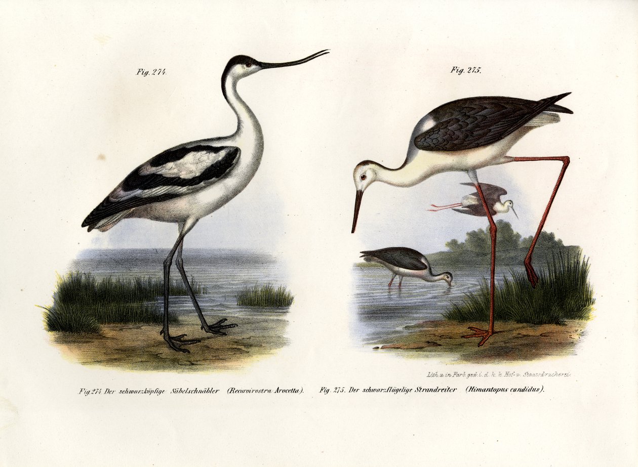 Pied Avocet，1864年 作者 德国学校