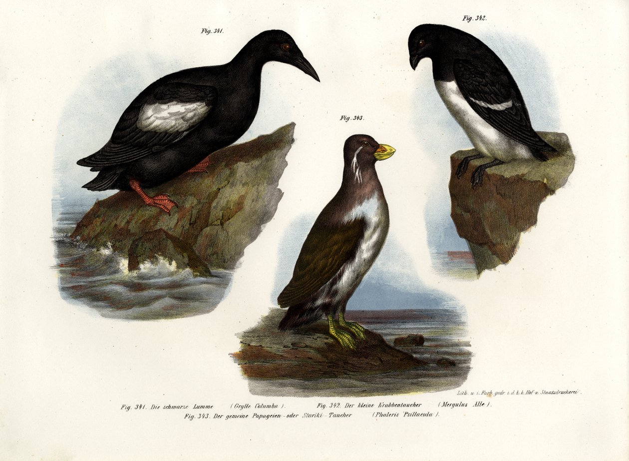 Pigeon Guillemot，1864年 作者 德国学校