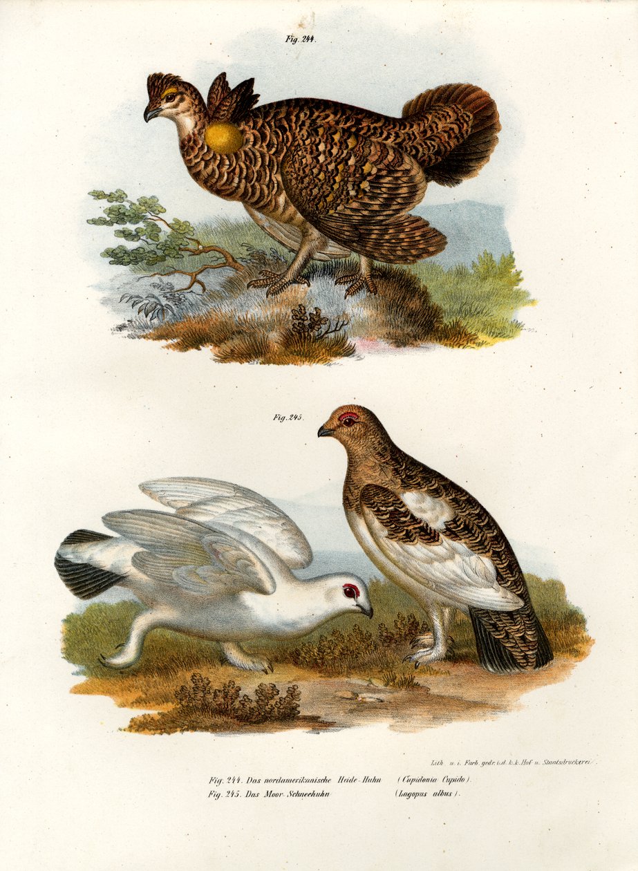 Pinnated Grouse，1864 作者 德国学校