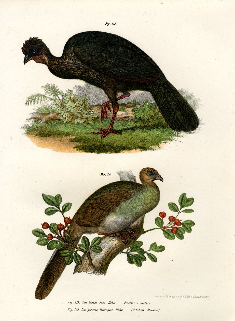 Purple Guan, 1864  作者 德国学校