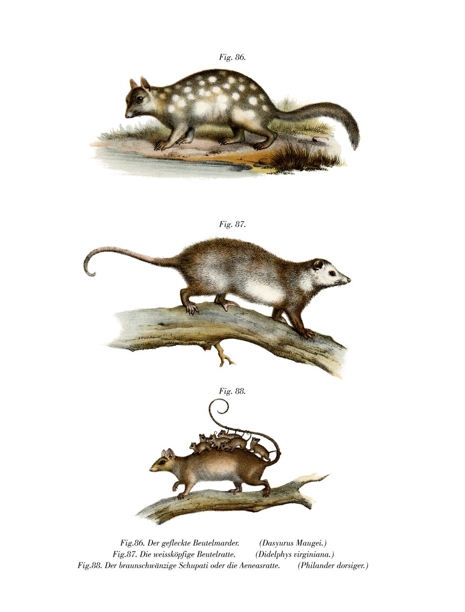 Quoll，1860 作者 德国学校