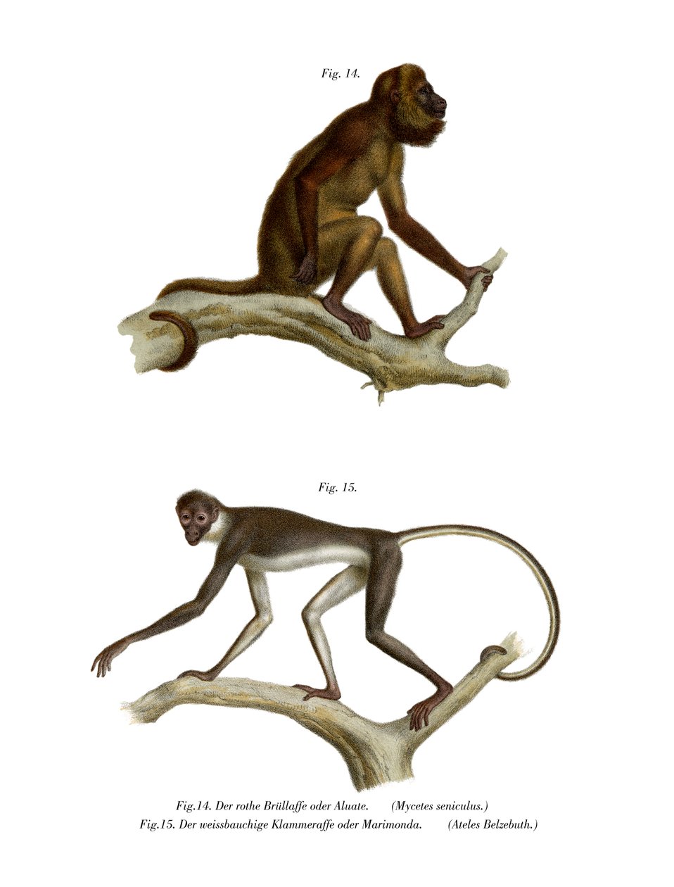 红吼猴，1860年 作者 德国学校