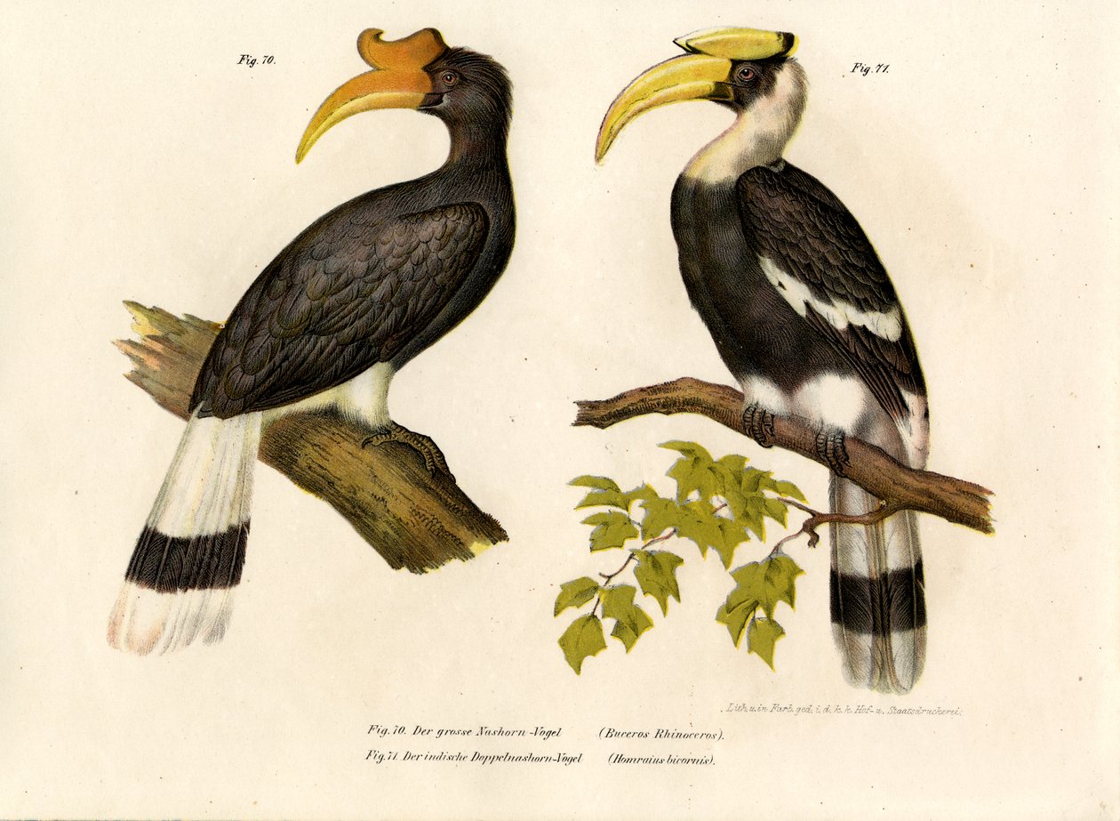 Rhinoceros Hornbill，1864 作者 德国学校