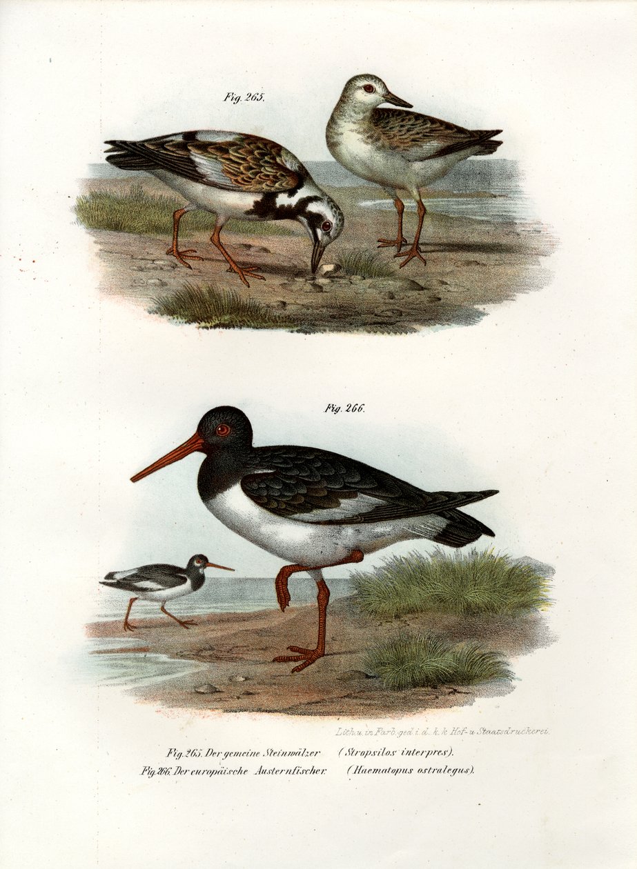 Ruddy Turnstone，1864年 作者 德国学校