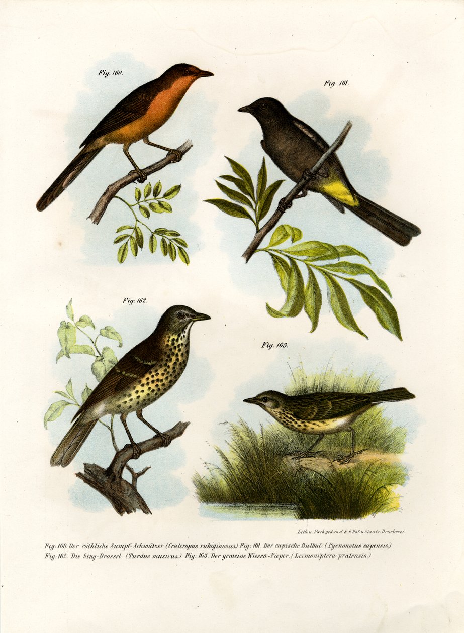 Rufous-breasted Babbler，1864 作者 德国学校