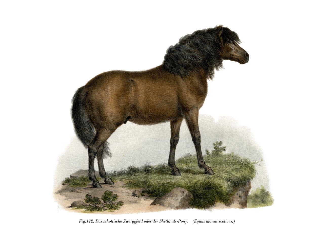 Shetland-Pony，1860 作者 德国学校