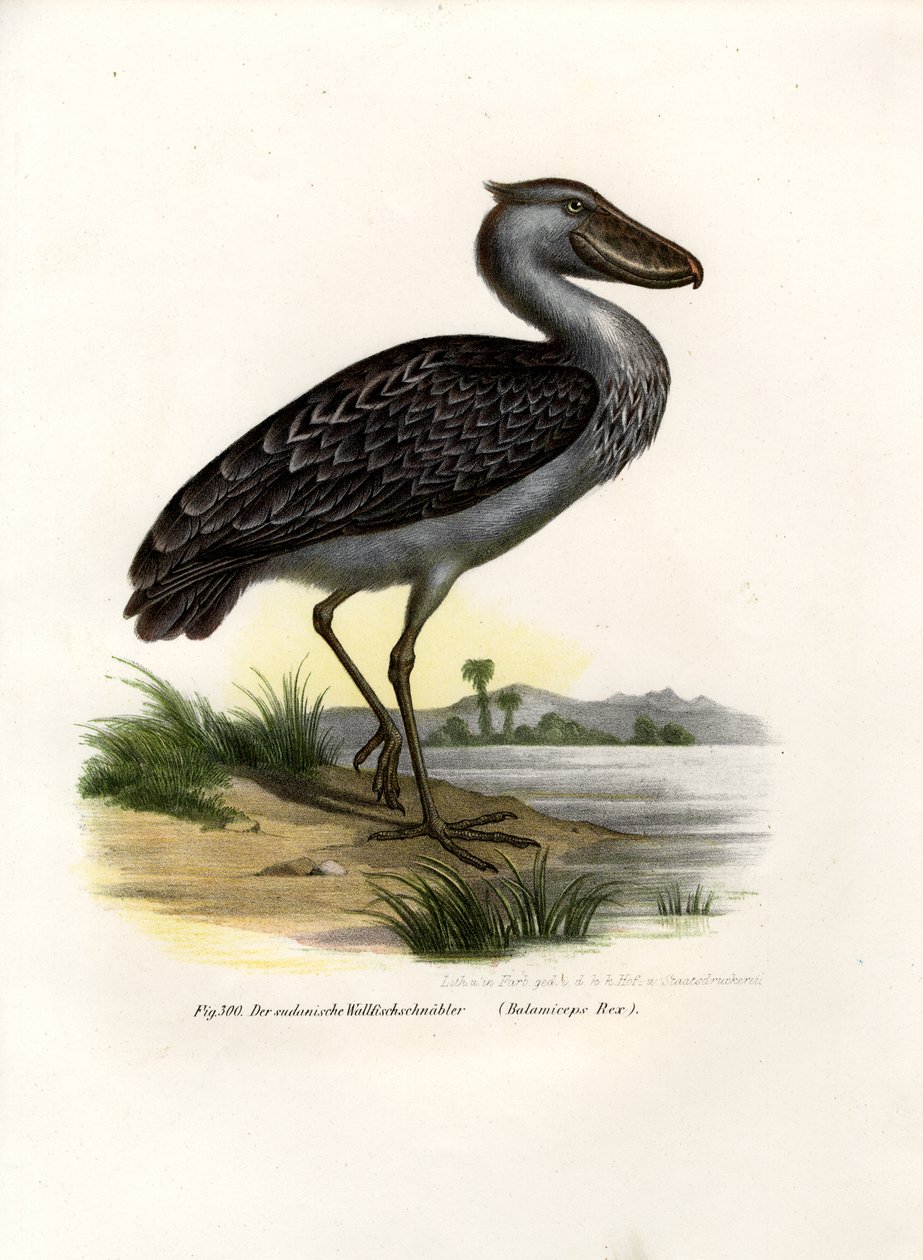 Shoebill，1864年 作者 德国学校