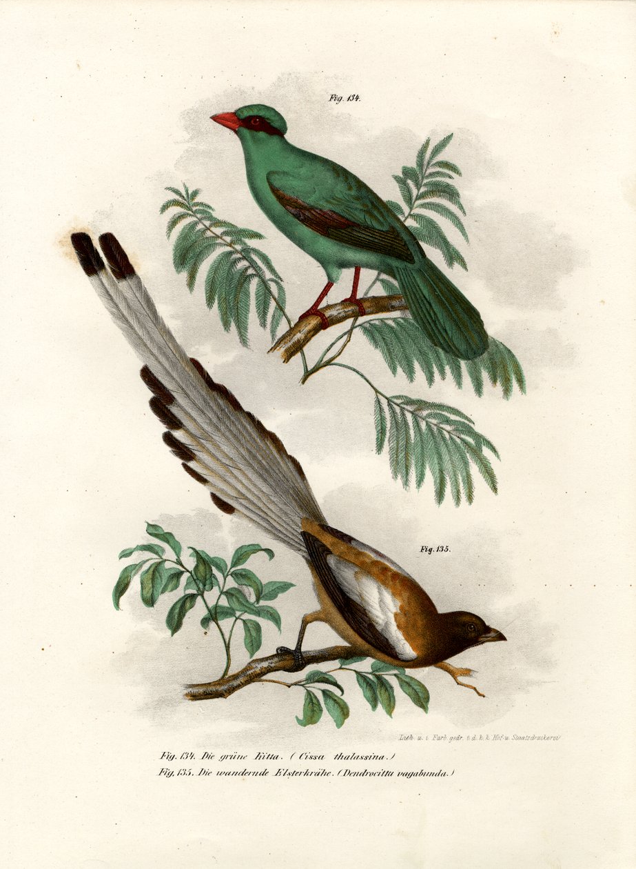 短尾绿鹊，1864年 作者 德国学校