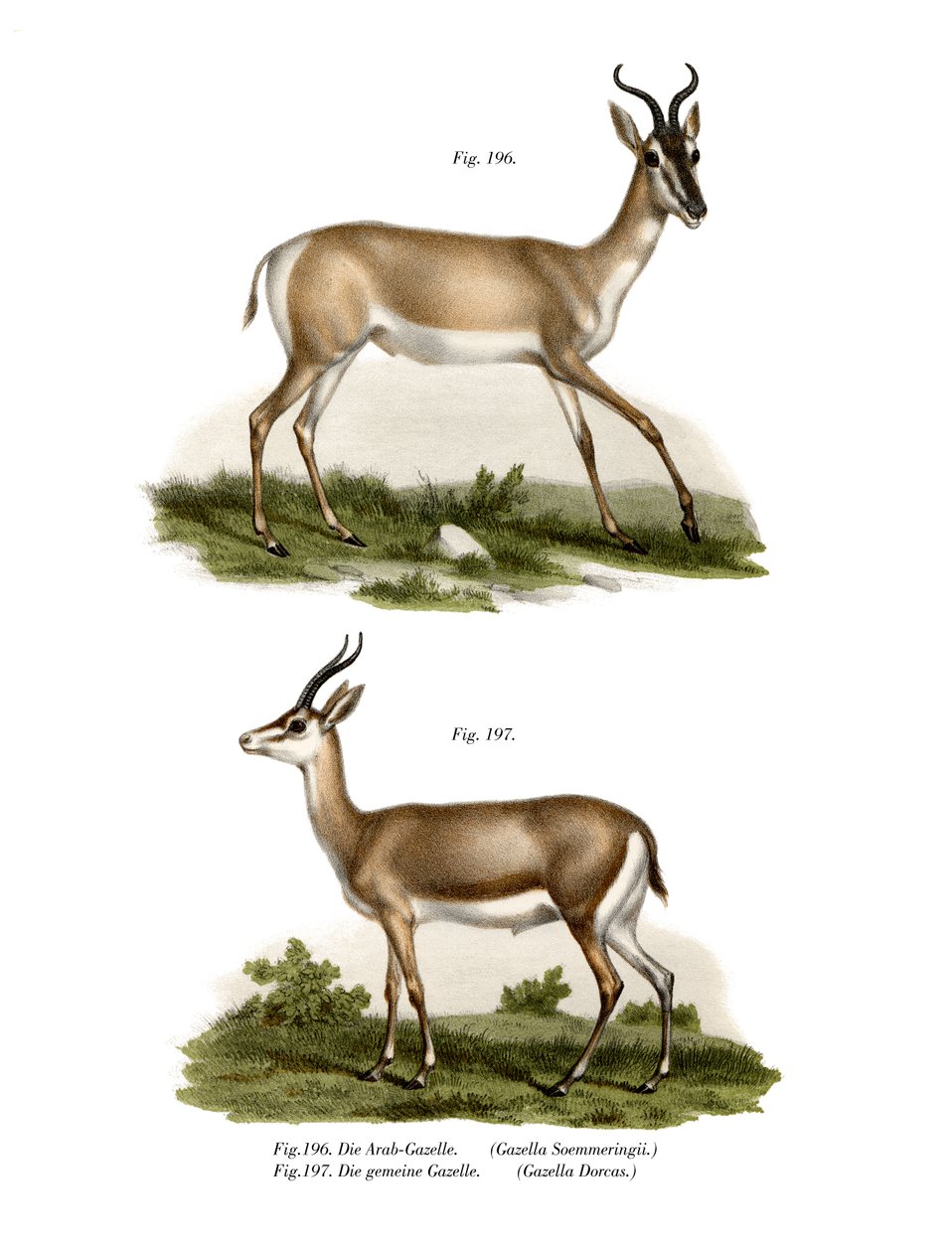 索马里Soemmerring Gazelle，1860年 作者 德国学校