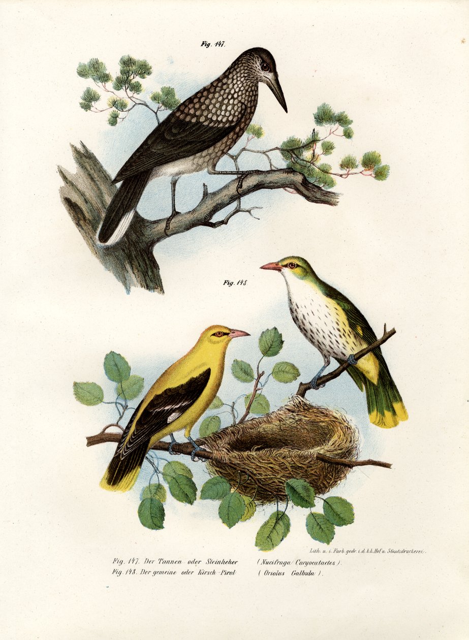 斑点胡桃夹子，1864年 作者 德国学校