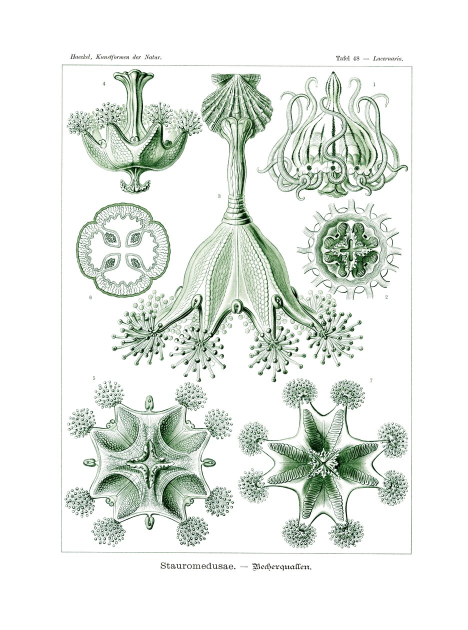 Stauromedusae，1899-1904 作者 德国学校