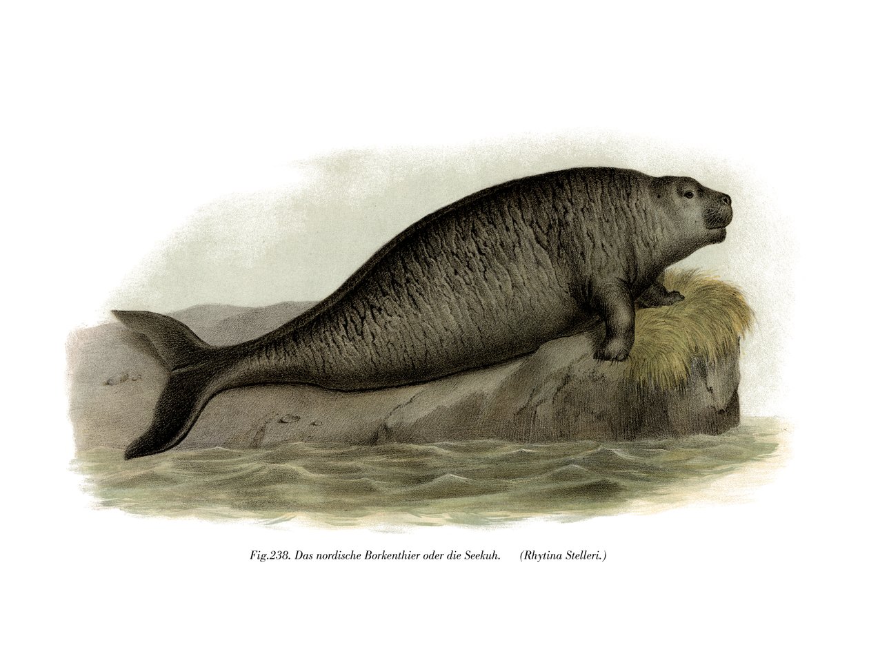 Stellers Sea Cow，1860 作者 德国学校