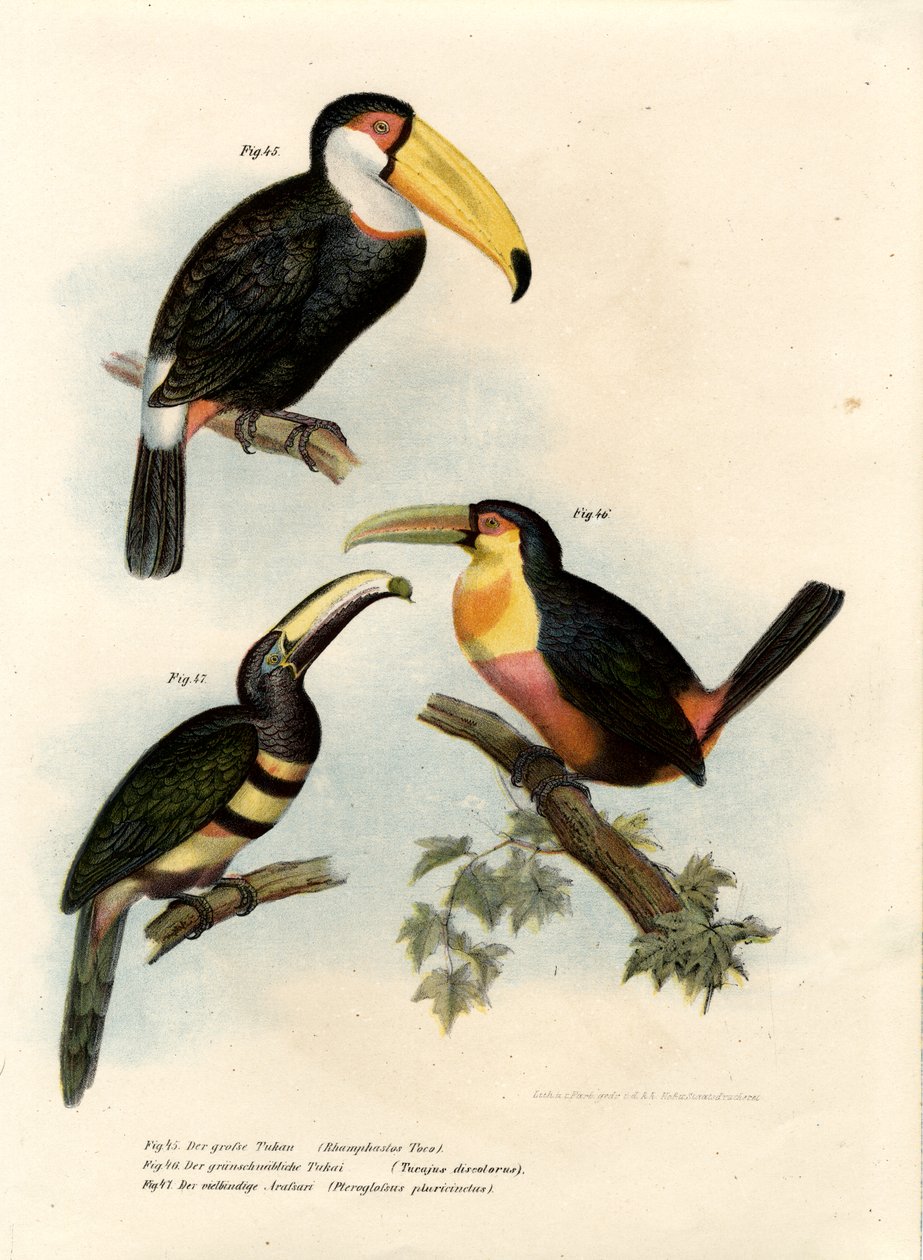 Toco Toucan，1864 作者 德国学校