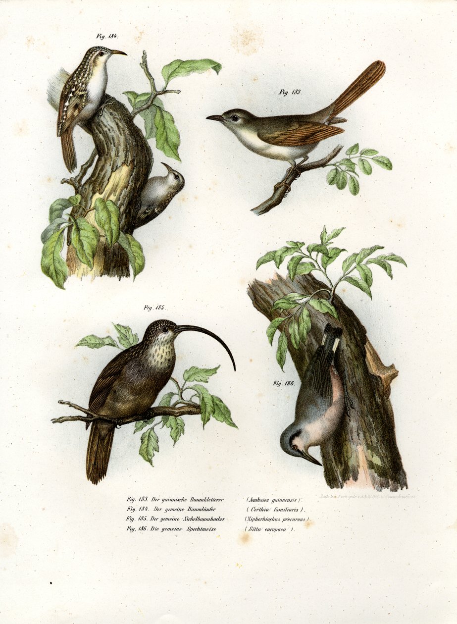 Treecreeper，1864 作者 德国学校