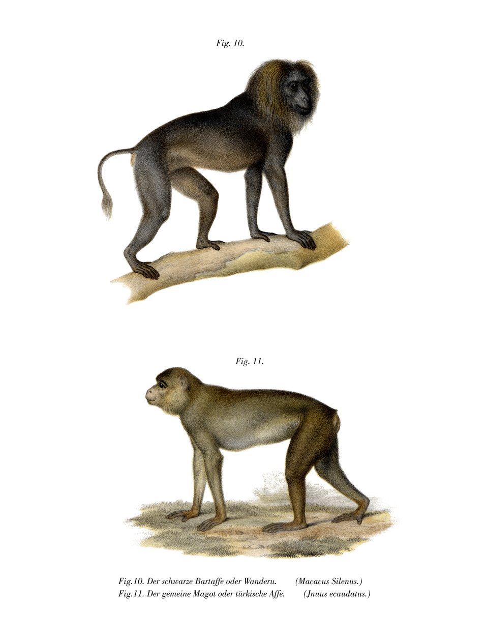 Wanderoo Monkey，1860 作者 德国学校