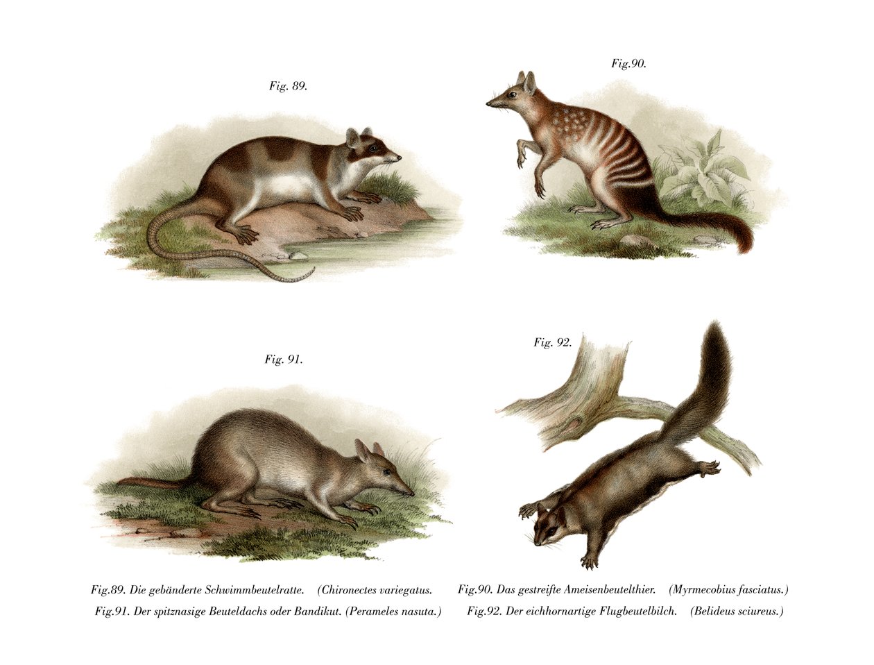 Water Opossum，1860 作者 德国学校