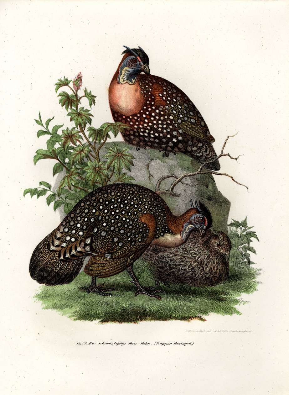 Western Tragopan，1864 作者 德国学校