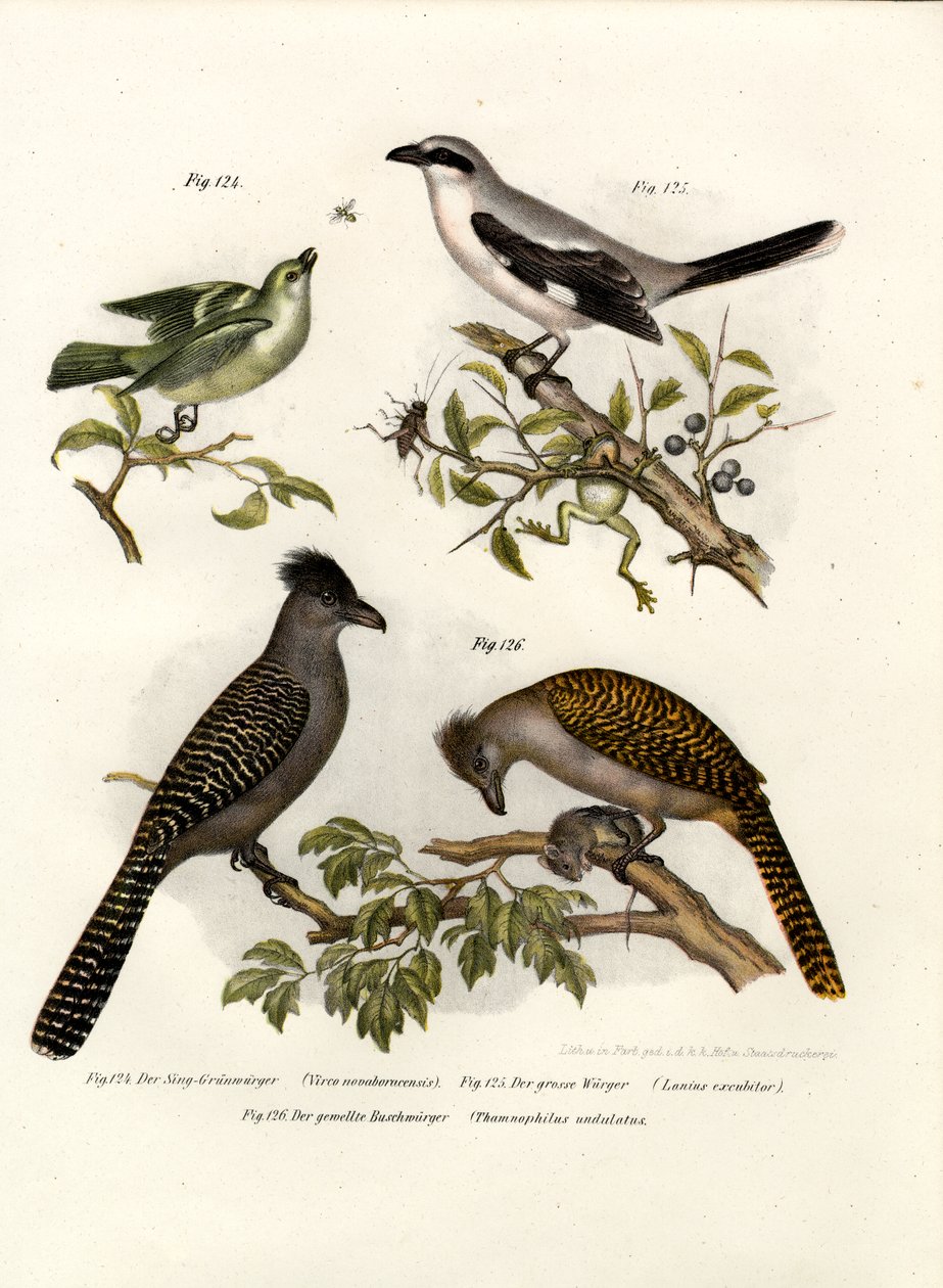 白眼Vireo，1864年 作者 德国学校