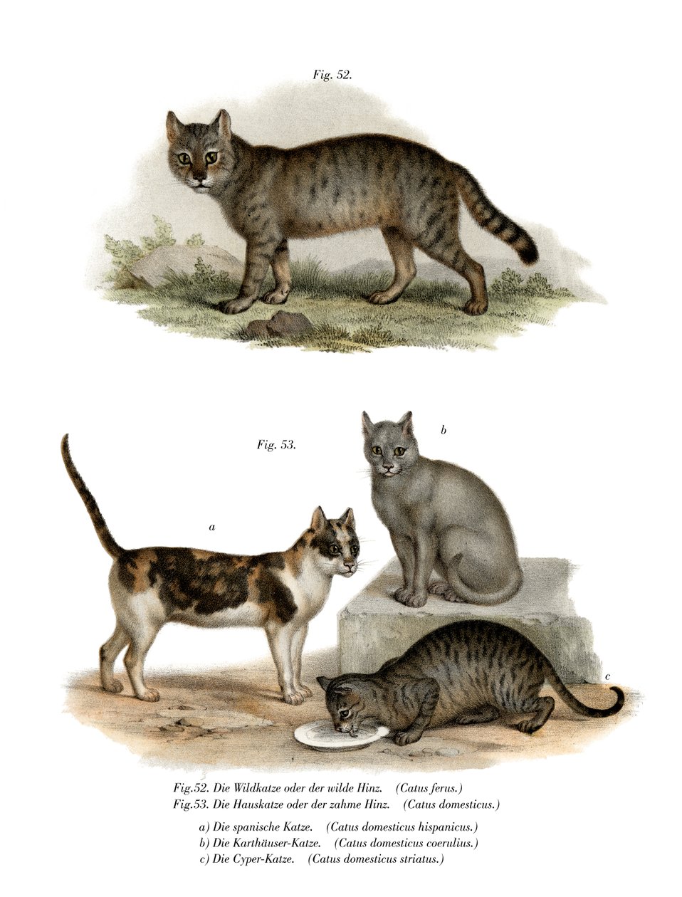 野猫，1860年 作者 德国学校