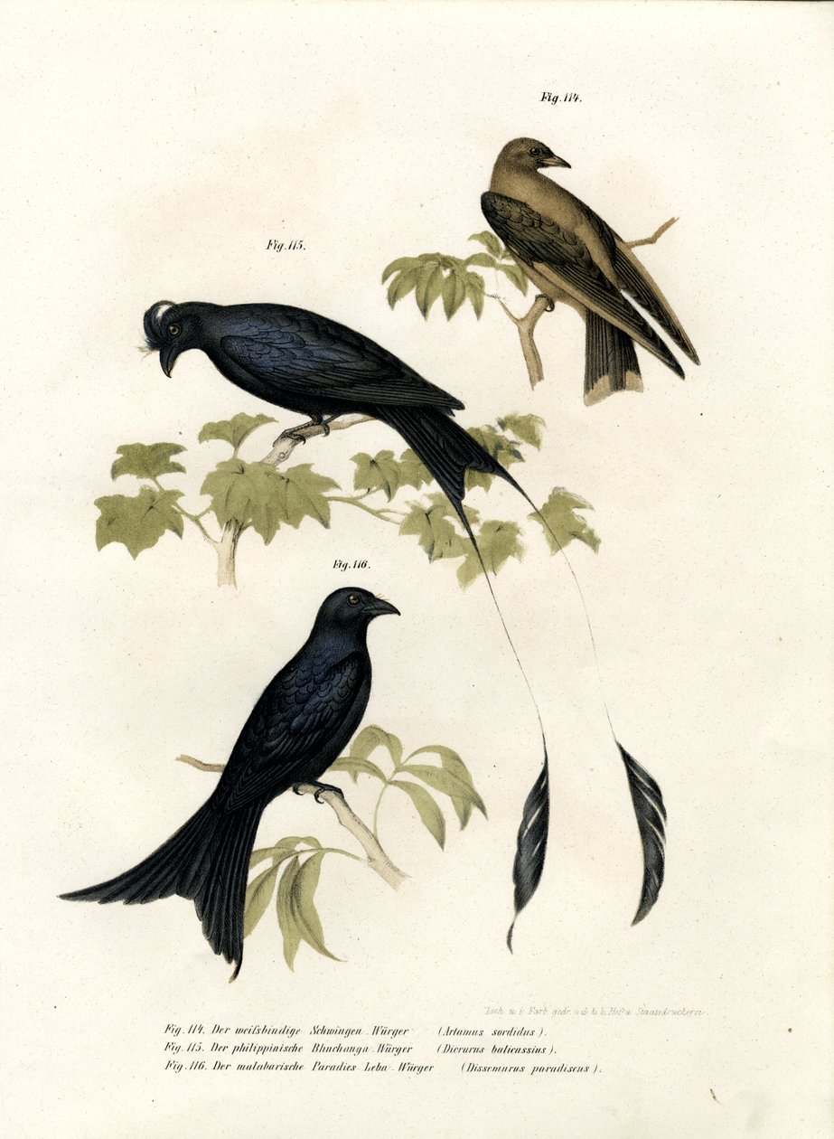 木燕子，1864年 作者 德国学校