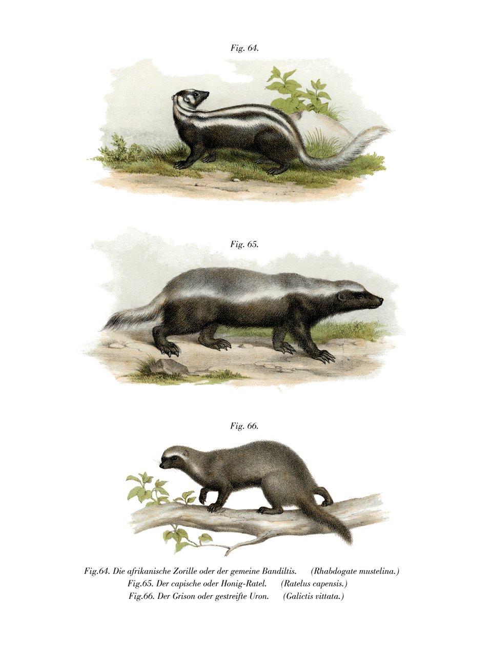 佐里拉，1860年 作者 德国学校