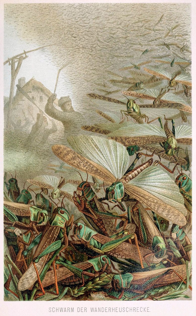 一群蝗虫，来自Brehms Tierleben, pub.1860年的彩色石版画，1860年。 作者 德国学校