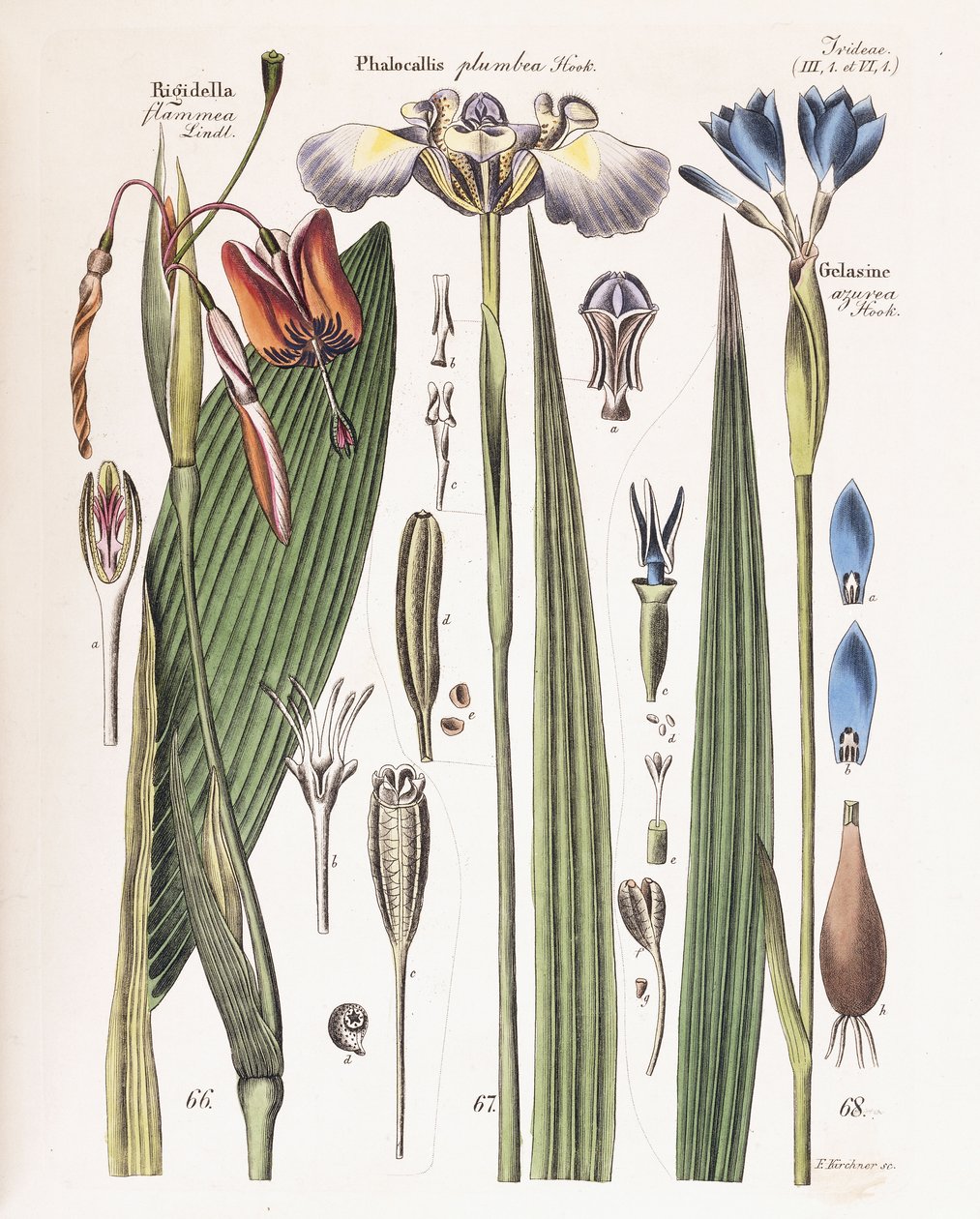 1840-43年的“园丁，植物学家和花友杂志”上的一块板 作者 德国学校
