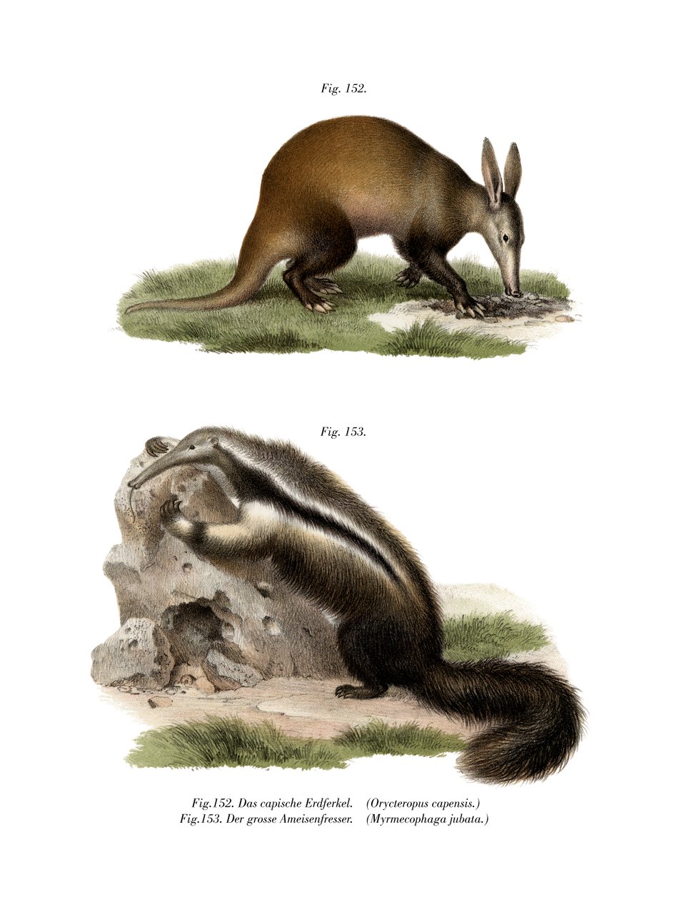 Aardvark，1860年 作者 德国学校
