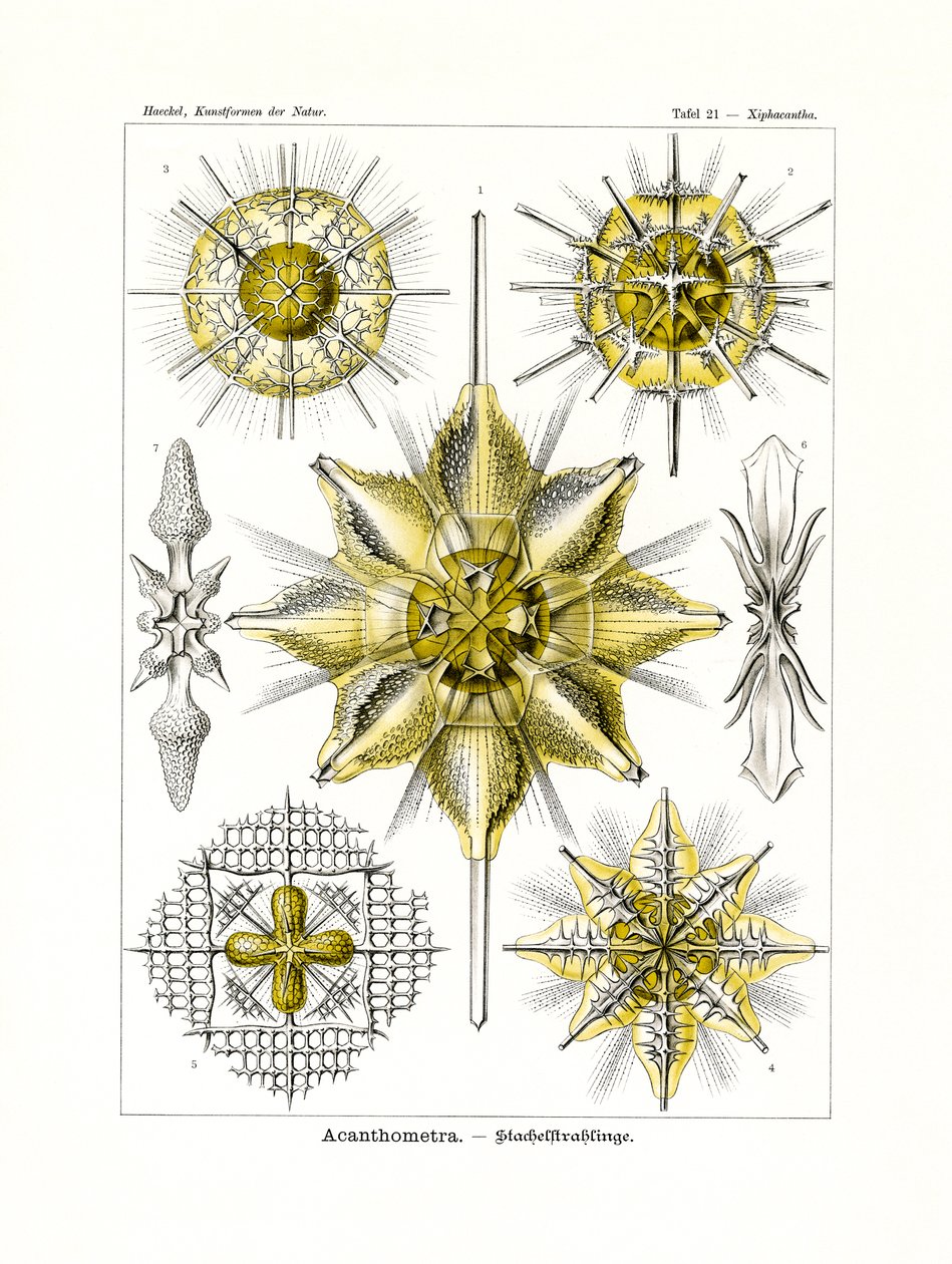 Acanthometra，1899-1904 作者 德国学校
