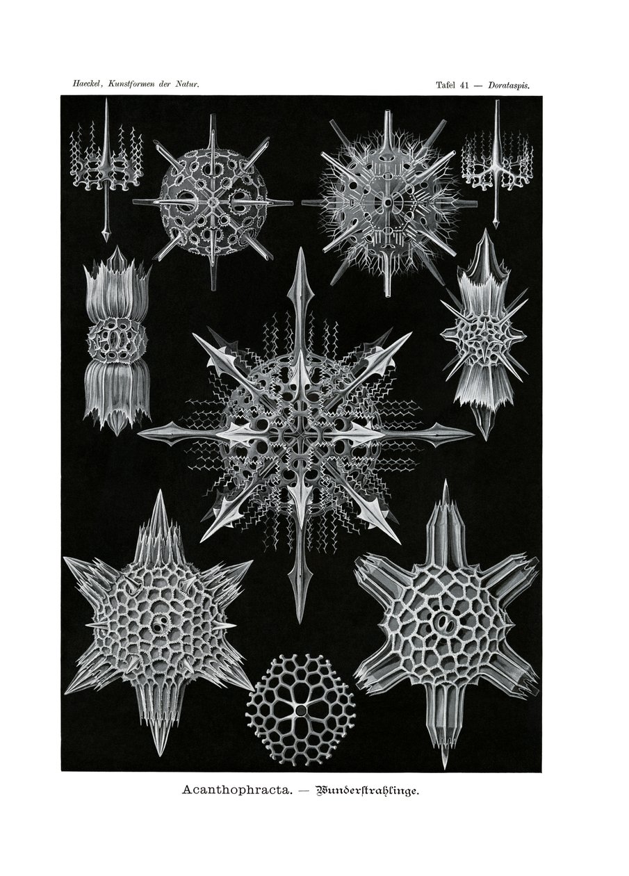 Acanthophracta，1899-1904 作者 德国学校